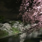 Sakura in Tokyo, 2016